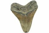 Serrated, Fossil Megalodon Tooth - North Carolina #226496-2